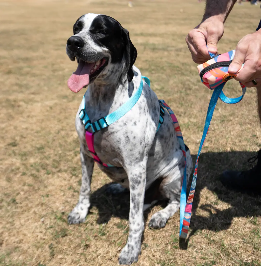 Coleira peitoral H para cachorro que puxa durante o passeio