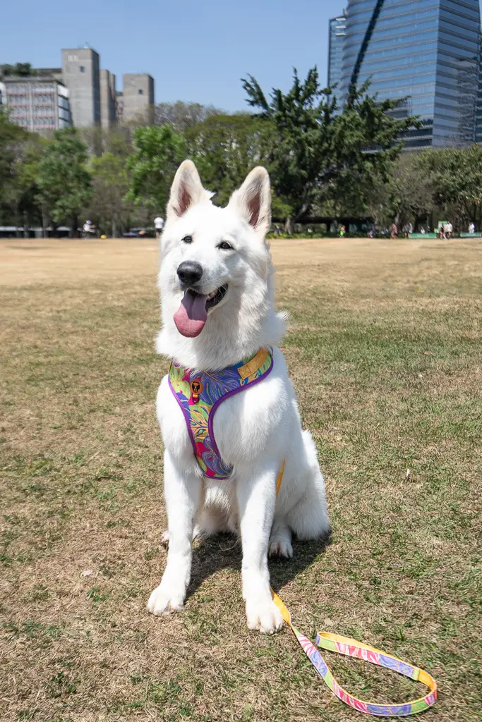 Cão Durão-4417-2