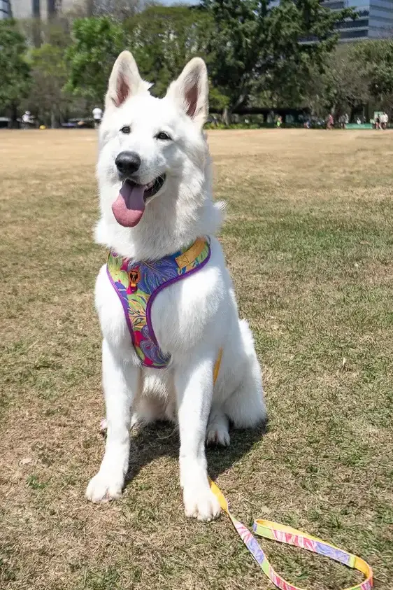 Coleira peitoral para cachorro que puxa durante o passeio
