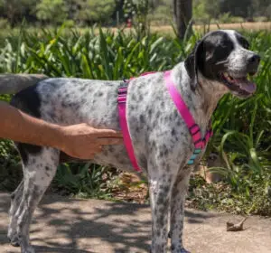 Dog Finger test Cão Durão Peitoral H Rosa e turquesa