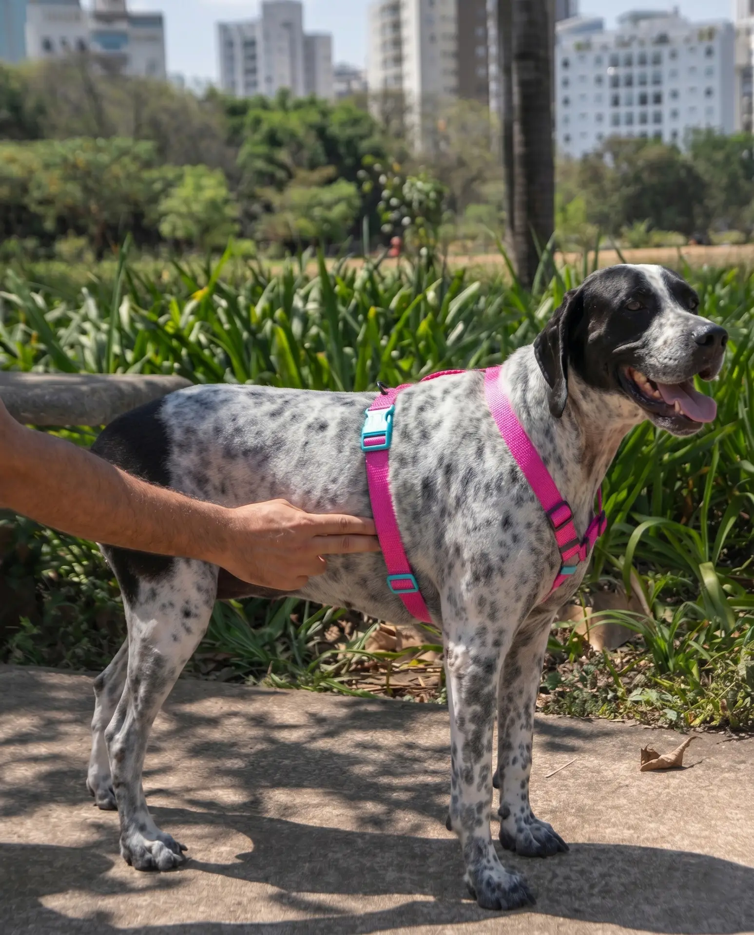 Dog Harness Size test